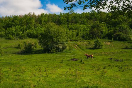 Horse in green field. Lush spring europe forest, blue sunny sky with white clouds. Country landscape
