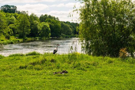 Stork in green field on river bank. Background forest. Spring landscape