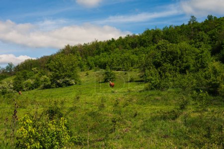 Horse in green field. Lush spring europe forest, blue sunny sky with white clouds. Country cottagecore landscape