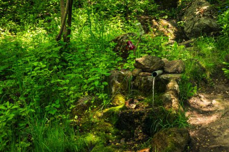 Stream fresh water in green forest. Stones, grass, trees around. Tourism ecology trekking