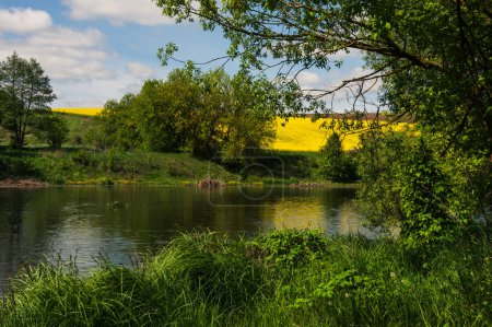 Yellow rapeseed colza field and lush green grass, trees forest landscape. River. Blue sky with white clouds. Agriculture