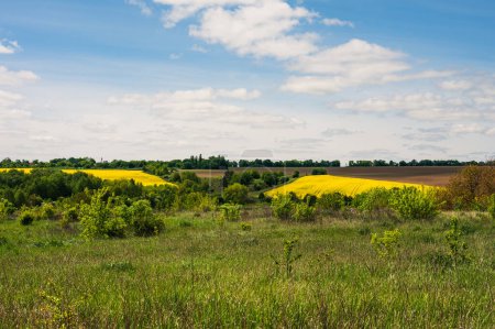 Yellow rapeseed field and lush green grass, trees forest landscape. Blue sky with white clouds. Agriculture