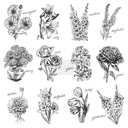 Illustration for Monochrome flowers, garden flowers, marigolds, mallow, foxglove, daisies, dahlia, gladiolus, lily, daffodil, peon, tulip, phlox, rose - Royalty Free Image
