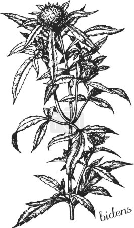 Ilustración de Caléndula bur, serie, bidens, bidens radiata, planta medicinal, hierbas medicinales, diseño en blanco y negro, - Imagen libre de derechos