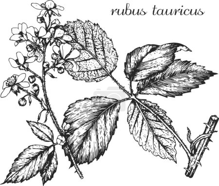 Ilustración de Rubus tauricus, mora, rama de mora, flores de mora, flor monocromática, planta medicinal, hierbas medicinales, diseño en blanco y negro - Imagen libre de derechos