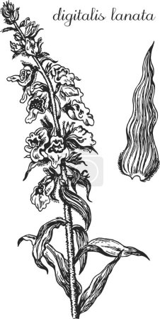 Illustration for Digitalis, digitalis lanata, monochrome flower, medicinal plant, medicinal herbs, black and white design, monochrome digitalis - Royalty Free Image