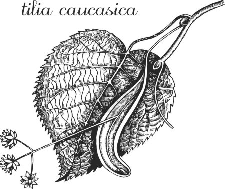 begoniifolia