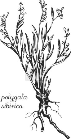 Illustration for Polygala sibirica, milkwort, senega, seneca, monochrome flower, flower on transparent background, black and white flower, medicinal plant, medicinal herbs, black and white design, nature - Royalty Free Image
