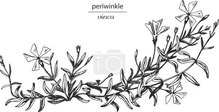 Illustration for Periwinkle, vinca, vinca herbacea, periwinkle sketch, periwinkle monochrome, periwinkle black and white - Royalty Free Image