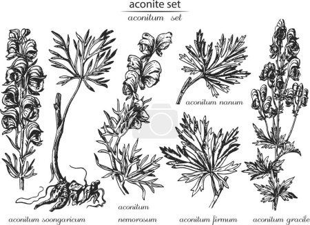 Illustration for Aconite set. Botanical illustration of aconite. Monochrome aconite, black and white aconite hand drawing, aconite sketch. Latin name aconitum - Royalty Free Image