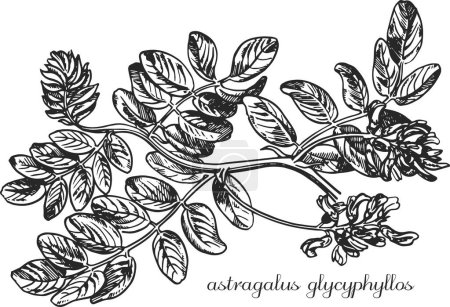 Astragalus, astragalus glycyphyllos. Botanische Illustration von Astragalus. Monochromer Astragalus, schwarz-weiße Astragalus-Handzeichnung, Astragalus-Skizze.