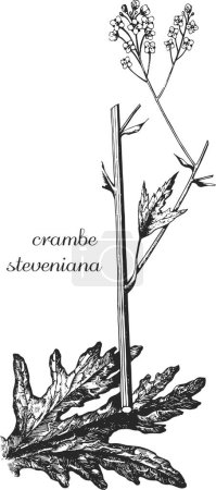 Illustration for Crambe steveniana. Botanical illustration of crambe. Monochrome crambe, black and white crambe hand drawing, crambe sketch. - Royalty Free Image