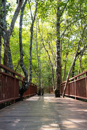 Foto de El entorno está diseñado para que las plantas crezcan entre las escaleras. Situado en un bosque de manglares, es un interesante sitio de estudio de la naturaleza. - Imagen libre de derechos