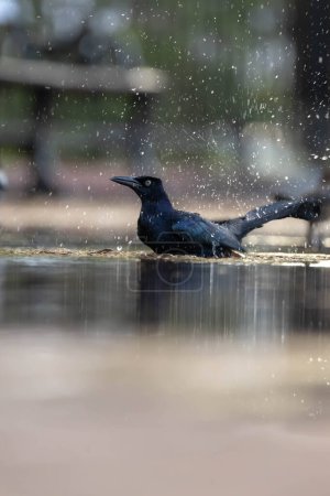 Little bird shaking off water in a puddle