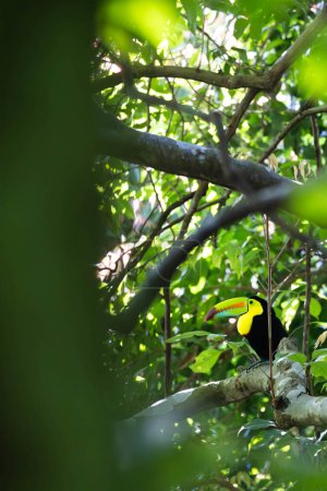 Colorful toucan on a tree branch