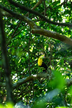 Colorful toucan on a tree branch