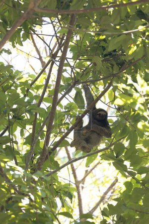 Sloth bear on a tree branch