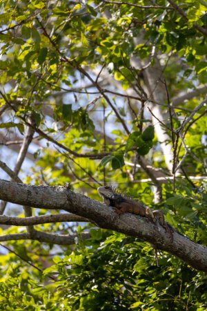 Iguana standing on a tree branch