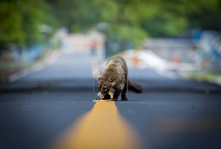 White nosed coatis in the middle of the road