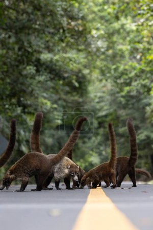 White nosed coatis in the middle of the road