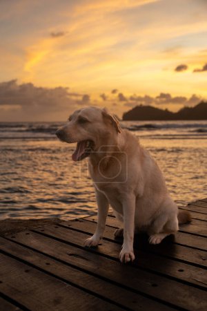 perro en un puerto al amanecer