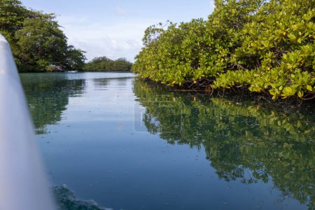 Téléchargez les photos : Promenade en bateau dans une mangrove - en image libre de droit