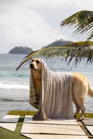 Foto de Perro con toalla después del baño - Imagen libre de derechos