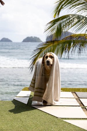Foto de Perro con toalla después del baño - Imagen libre de derechos