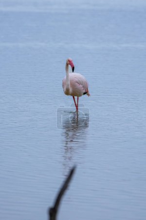 Téléchargez les photos : Flamant rose réfléchi dans l'eau - en image libre de droit