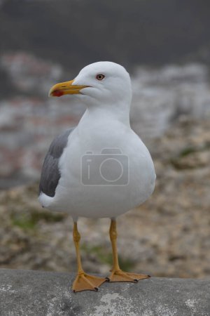 Seagull posing for camera in the sea