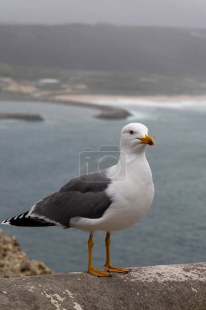 Photo for Seagull posing for camera in the sea - Royalty Free Image