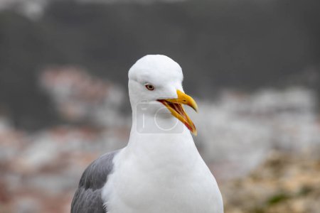 close-up of seagull with open beak