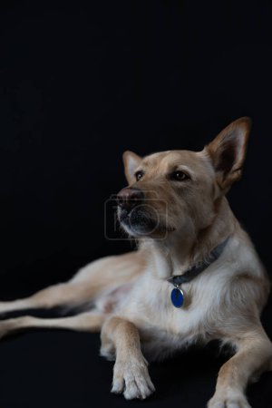 Perro sin raza posando en estudio fotográfico con fondo negro