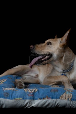 Dog posing in a studio with tongue out