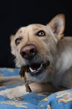 Dog eating a fish bone in studio