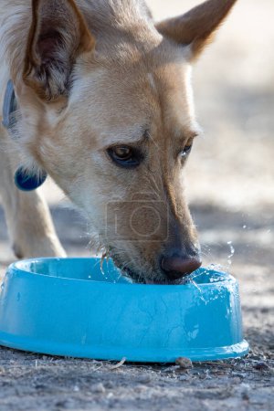 Dog drinking water from a blue bowl