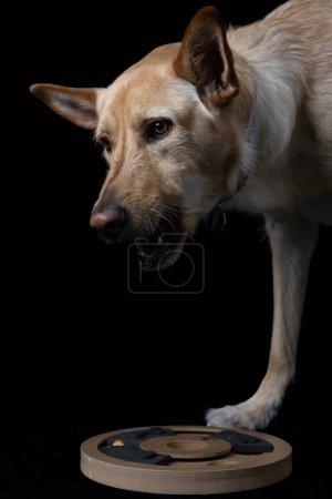 Dog playing games in a photo studio