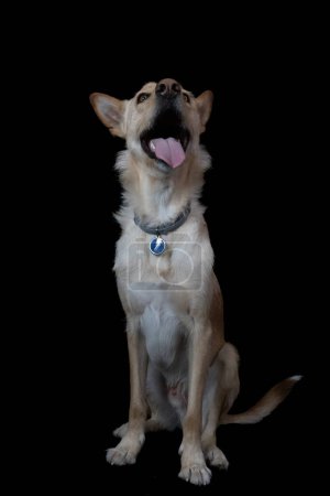 Breedless dog posing in photo studio with black background and t
