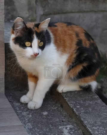portrait of a calico cat on strairs