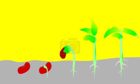 Illustration for Germination seed in Soil. Sprout in soil. Vector illustration of beginning growth Seed. - Royalty Free Image