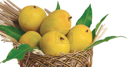Photo for Ripe Indian Alphonso Mangoes, known as the "king of fruits," in a stack of fresh mangoes. - Royalty Free Image