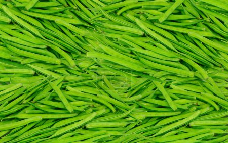 Photo for Indian vegetable Guar or Cluster Bean Also Known as Gavar, Guwar or Guvar Bean - Royalty Free Image