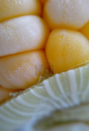 Photo for Close-up of sweet corn ears. maize cobs, autumn harvest, textured yellow corn ear background - Royalty Free Image