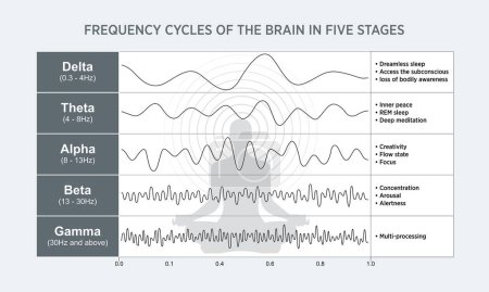 Un diagramme d'oscillation du cerveau humain avec une explication. Les types et l'amplitude des rythmes humains. Une illustration en format vectoriel.
