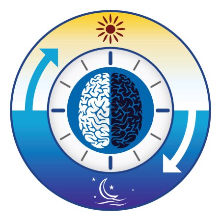 Photo for An overview of sleep-wake cycles and the circadian rhythm: daytime and nighttime processes of the body vector illustration. - Royalty Free Image