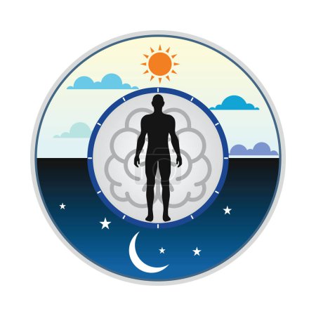 Illustration for Human biological clock. An illustration of a harmonious circadian rhythm in flat vector format. Time for sleep and work, a man in bed at night and working at the computer during the day, a healthy life. - Royalty Free Image
