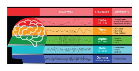 Ilustración de Una ilustración digital de diferentes tipos de formas de onda producidas por la actividad cerebral. Patrón de ondas cerebrales humanas - Imagen libre de derechos