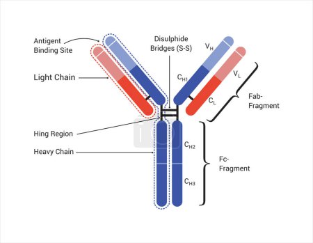 Illustration for The basic structure of an antibody, shows the light chains and heavy chains, the antigen binding site. Fab: Fragment antigen-binding domain; Fc: Fragment crystallized domain. - Royalty Free Image