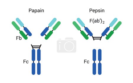 Illustration for The Basic structure of antibodies, biology Chart. The variable fragment Fab: fragment antigen-binding domain; Fc: Fragment crystallized domain. - Royalty Free Image