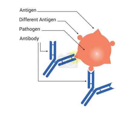 Illustration for Pathogen - infectious microorganism or agentAntibody and pathogen, Immunology molecule structure receptors that respond to illness, viruses and diseases. Adaptive immunity organism. Antigens vector - Royalty Free Image